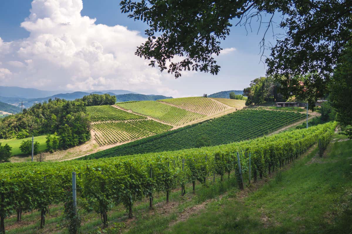 Consorzio Oltrepò, per la nuova presidenza, due donne del  vino in cerca dell'unità